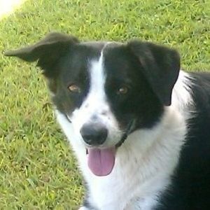 Meet your Posher, Peter